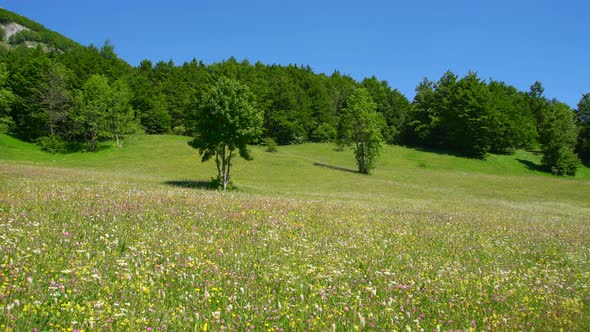 Green Forest on Mountain Cliff with Color Meadow in Summertime