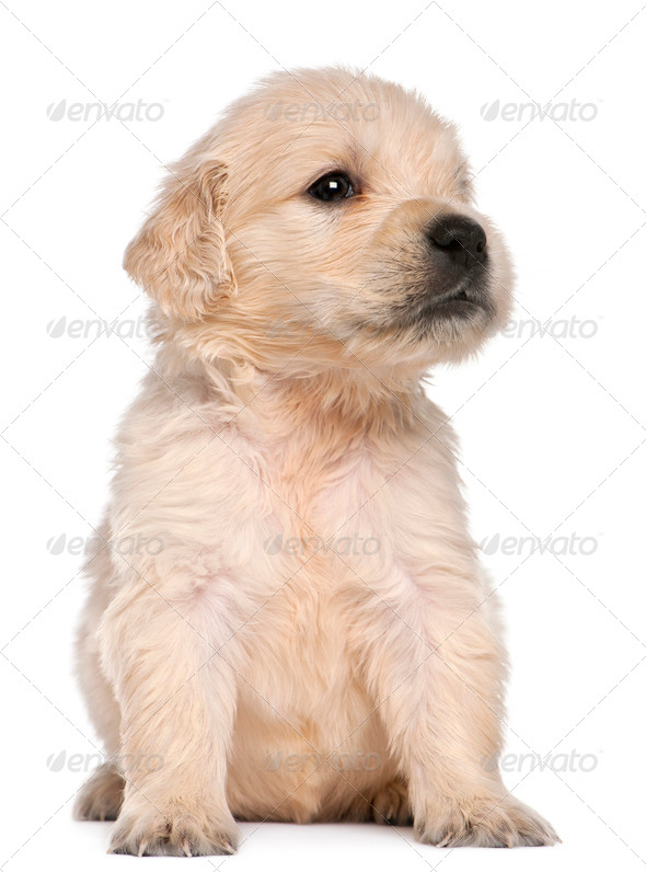 Golden retriever best sale puppy 4 weeks