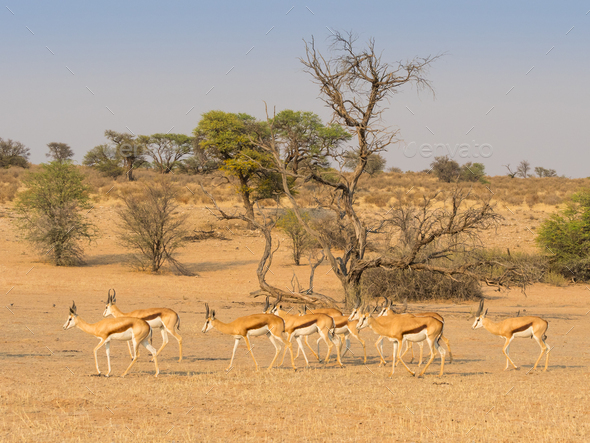 Bachelor Herd of Springbok - Stock Photo - Images