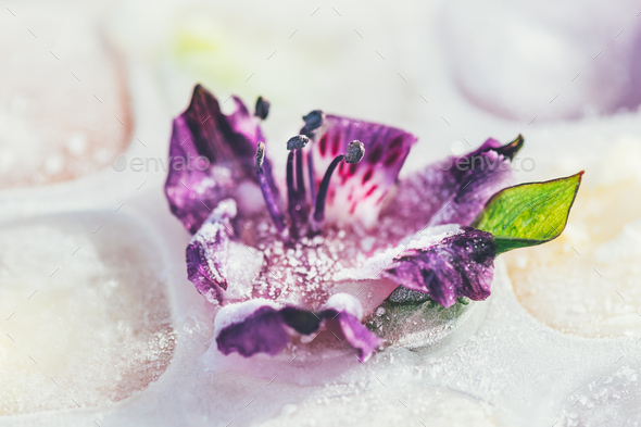 Frozen Flowers in Ice Cubes