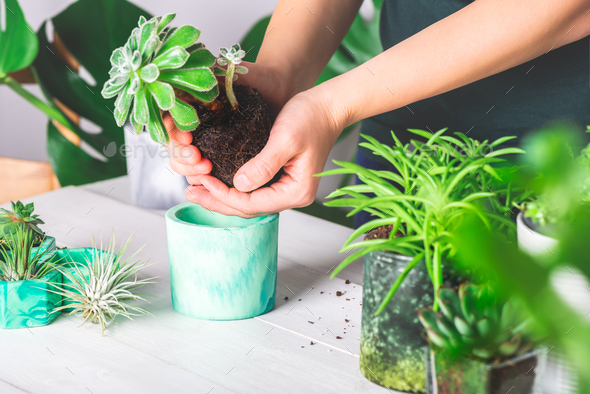 Woman is planting succulent plant in the new planter pot - Stock Photo - Images