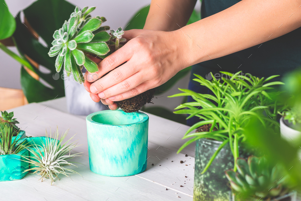 Woman is planting succulent plant in the new planter pot - Stock Photo - Images