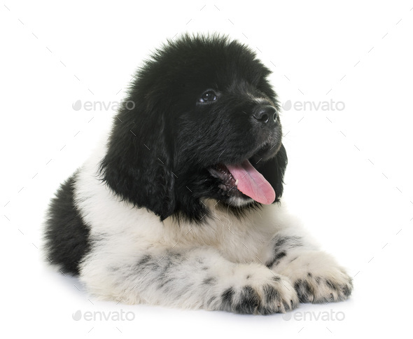 Newfoundland dog sales white and black