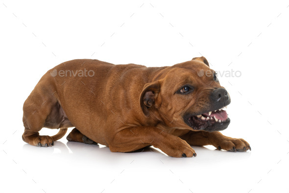 aggressive stafforshire bull terrier