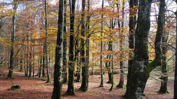 Beechwood forest in autumn. Navarre, Spain.