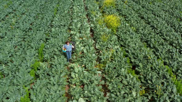Woman Walks Through an Agricultural Field Where Vegetables Grow alt