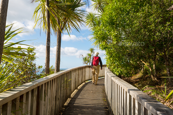 Boardwalk in New Zealand coast