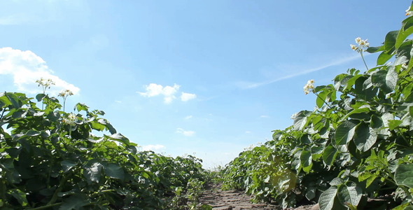 Potato Plants