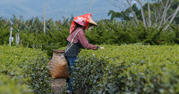 Woman pick the tea leave in the tea garden