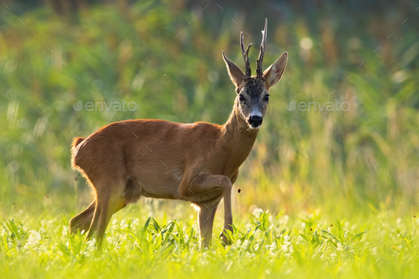 Impressive roe deer buck walking on meadow in summer sun - Stock Photo - Images