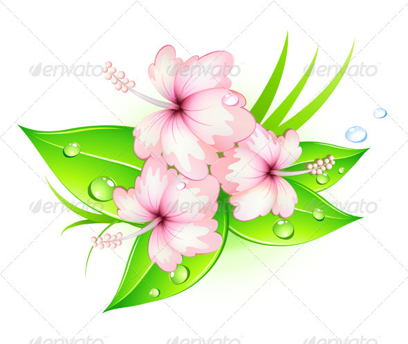 Hibiscus Flowers - Flowers & Plants Nature
