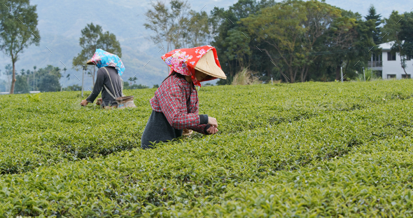 People work on the tea farm