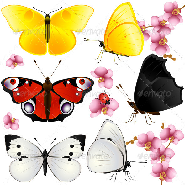 Collection of butterflies