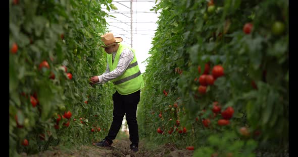 A young farmer works in greenhouse. Working in tomato greenhouse. alt