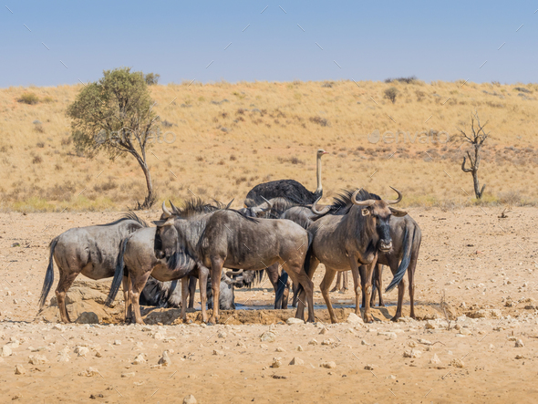 Wildebeest at a Kalahari Waterhole - Stock Photo - Images