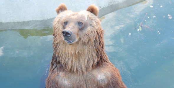 Bear