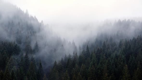 The Fog Spills Over the Spruce Forest Cold Rainy Weather