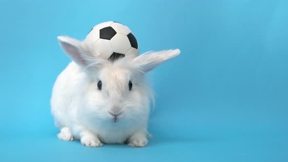 White Rabbit and Soccer Ball on Blue Background
