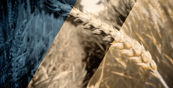 Wheat Crop Field Blowing In The Wind 3 Colour Looks alt