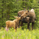 Moose Calf Touches His Nose to the Mouth of his Mother Cow - PhotoDune Item for Sale