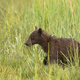 Grizzly Bear Cubs Rush to See where Mom went after getting Seperated - PhotoDune Item for Sale