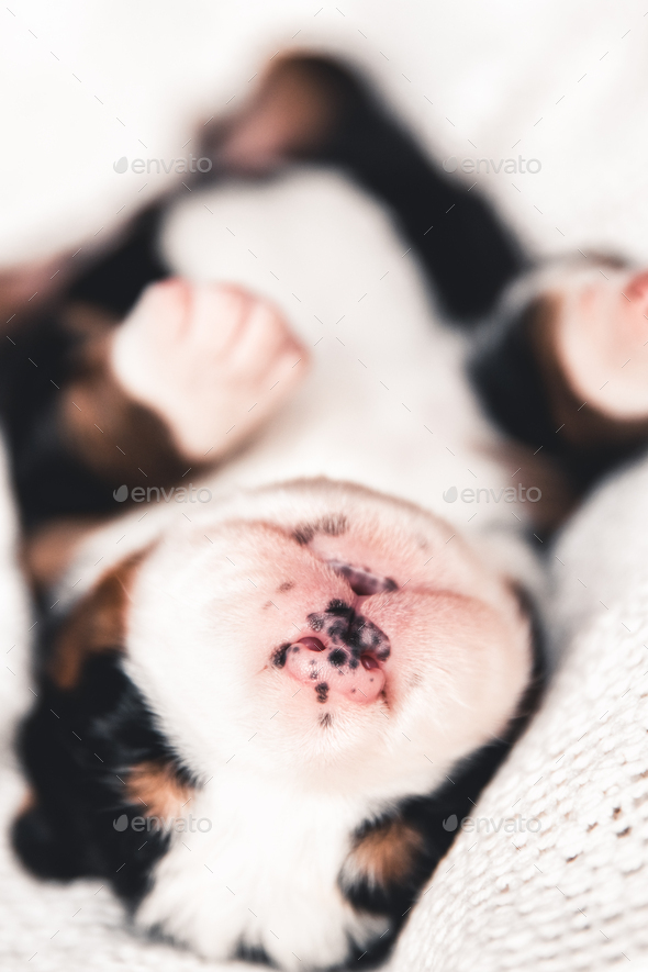 Little puppy of Bernese Mountain Dog in bed. Cute animals Stock Photo by serbogachuk