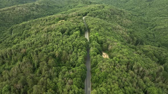 Aerial Landscape of Road in Forest Drone