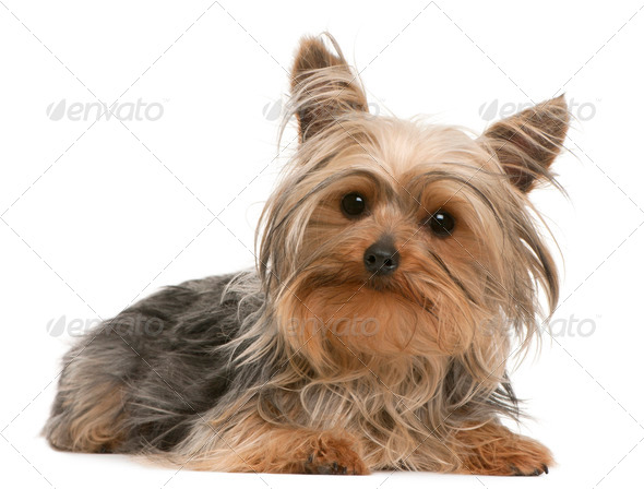 Yorkshire Terrier, 1 year old, lying in front of white background - Stock Photo - Images
