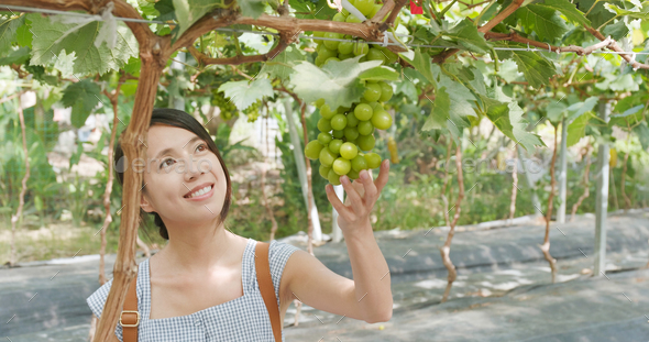 Young woman visit green grape farm