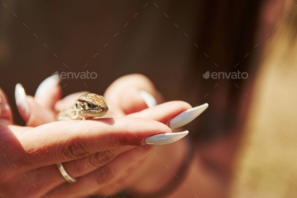 Lizard on woman\'s hand at sunny day outdoors. Conception of wildlife. Little reptile