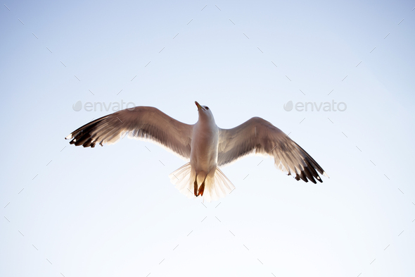 Seagull flying over the sky.