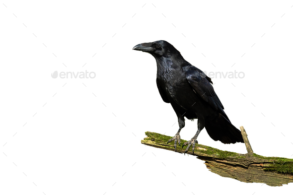 Alert common raven sitting on a bough covered in green moss isolated on white - Stock Photo - Images