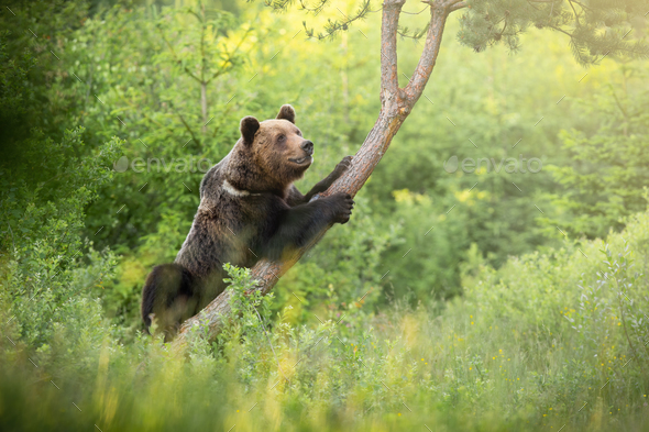 Majestic brown bear climbing on tree in summer nature - Stock Photo - Images
