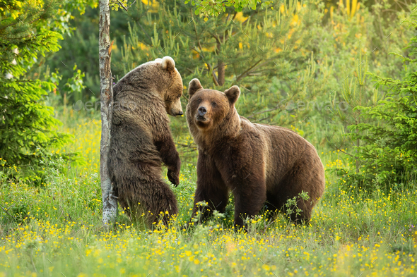 Brown Bears, Nature