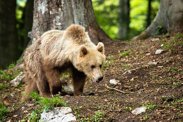 Young brown bear walking in forest in summer nature - Stock Photo - Images