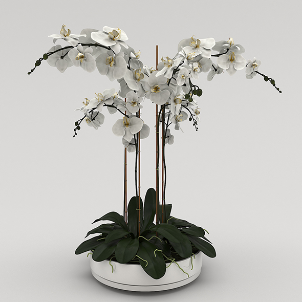Orchid Flower - 3Docean 28065114