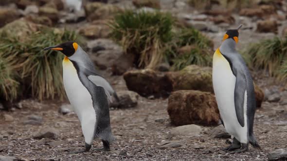 King Penguins On South Georgia Island alt