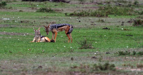 Black Backed Jackal, canis mesomelas, Adult standing on Trail, Masai Mara Park in Kenya alt