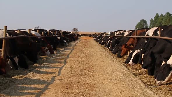 Raising dairy cattle in Brazil and grazing dry season