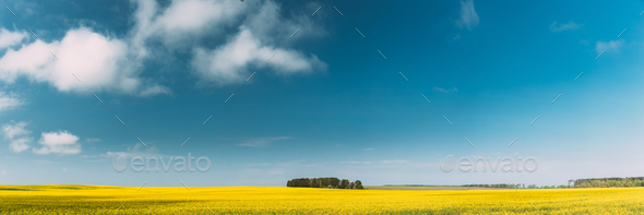 Clear SkyAbove Rural Landscape. Grove In Camola Colza Rapeseed Field. Agricultural Spring Field - Stock Photo - Images