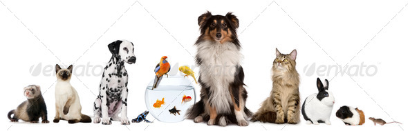 Group of pets sitting in front of white background - Stock Photo - Images