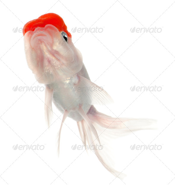 Lionhead goldfish, Carassius auratus, in front of white background - Stock Photo - Images