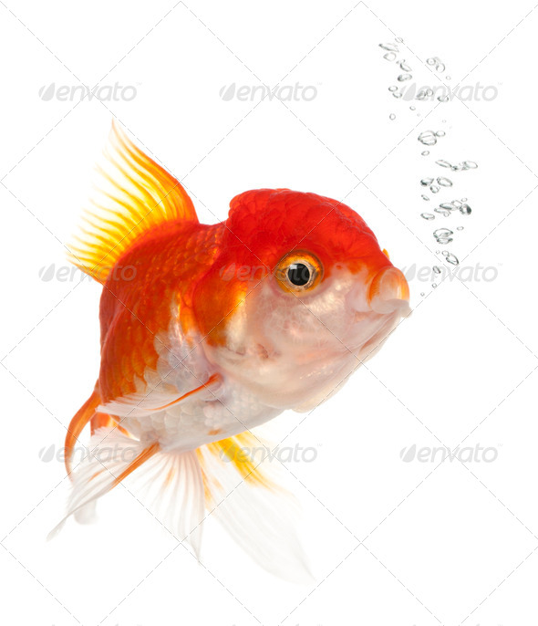 Lionhead goldfish, Carassius auratus, in front of white background - Stock Photo - Images