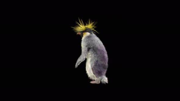 82 Penguin Dancing 4K alt