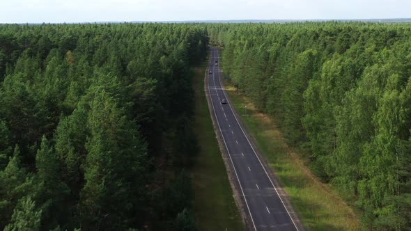 Aerial view of pine trees and asphalt road. Countryside road trough coniferous wood form above.