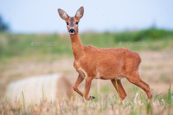 Roe deer doe standing on hay field in summer nature - Stock Photo - Images