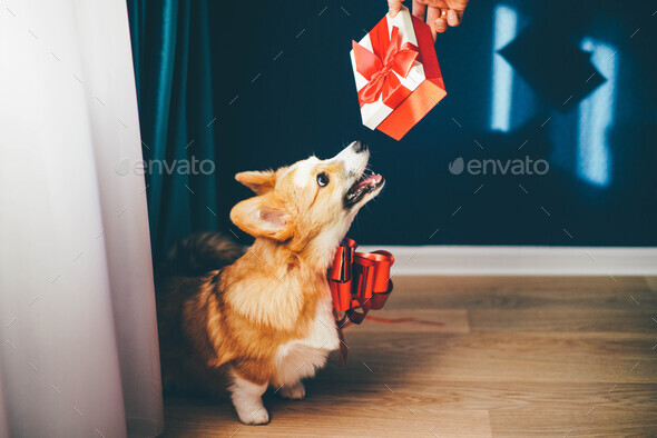 bow for puppy present