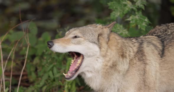 Wolf Canis Lupus Also Known As the Gray Wolf is the Largest Extant Member of the Family Canidae alt