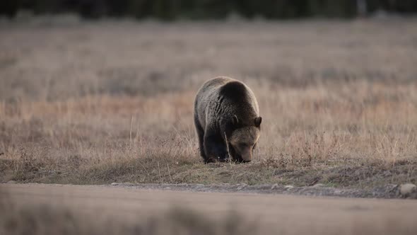 Grizzly Bear in the Grand Tetons
