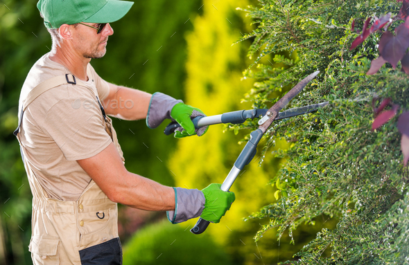 Gardener Trimming Bushes With Hedge Shears.